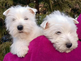 West Highland White Terrier Puppies for Sale in Minnesota (MN)