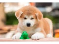 lovely-akita-inu-puppies-for-sale-small-4