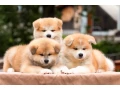 lovely-akita-inu-puppies-for-sale-small-6