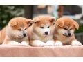 lovely-akita-inu-puppies-for-sale-small-2