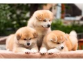 lovely-akita-inu-puppies-for-sale-small-0