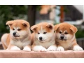 lovely-akita-inu-puppies-for-sale-small-1