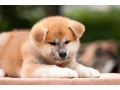 lovely-akita-inu-puppies-for-sale-small-5