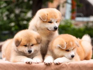 Lovely Akita Inu puppies for sale!