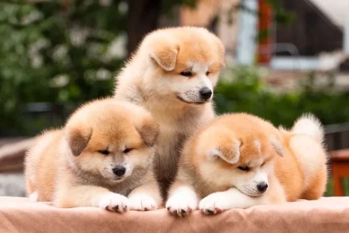 lovely-akita-inu-puppies-for-sale-big-0