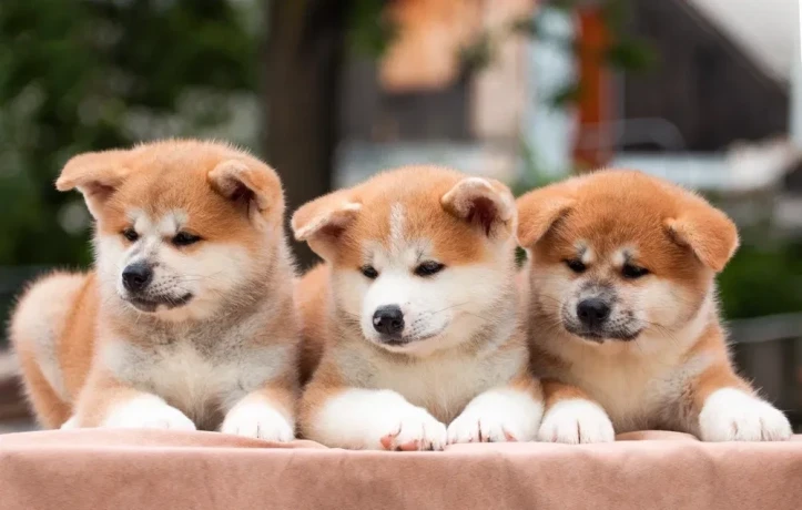 lovely-akita-inu-puppies-for-sale-big-1