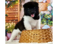 akita-puppies-for-sale-in-san-jose-ca-california-small-2