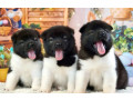 akita-puppies-for-sale-in-san-jose-ca-california-small-0