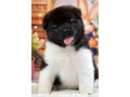 akita-puppies-for-sale-in-san-jose-ca-california-small-4