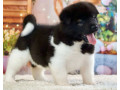 akita-puppies-for-sale-in-san-jose-ca-california-small-3