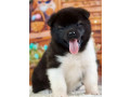 akita-puppies-for-sale-in-san-jose-ca-california-small-1