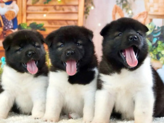 Akita Puppies for Sale in San Jose, CA (California)