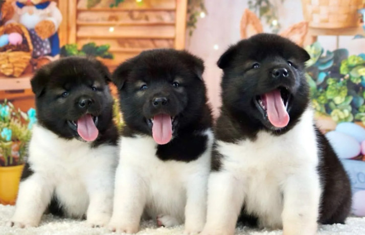 akita-puppies-for-sale-in-san-jose-ca-california-big-0