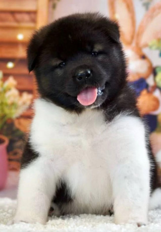 akita-puppies-for-sale-in-san-jose-ca-california-big-4