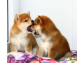 two-female-japanese-akita-puppies-in-detroit-mi-michigan-small-2