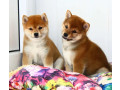 two-female-japanese-akita-puppies-in-detroit-mi-michigan-small-1