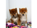 two-female-japanese-akita-puppies-in-detroit-mi-michigan-small-4