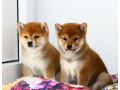 two-female-japanese-akita-puppies-in-detroit-mi-michigan-small-3