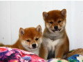 two-female-japanese-akita-puppies-in-detroit-mi-michigan-small-0