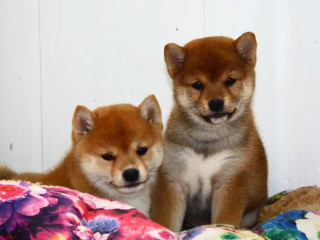 Two Female Japanese Akita Puppies in Detroit, MI (Michigan)