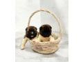 two-male-akita-puppies-looking-for-a-home-in-tx-texas-small-2