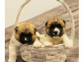 two-male-akita-puppies-looking-for-a-home-in-tx-texas-small-0