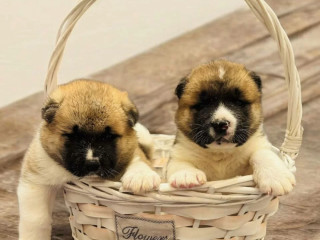 Two Male Akita Puppies Looking for a Home in TX (Texas)