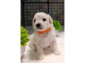 two-female-bichon-frise-puppies-for-sale-in-miami-fl-florida-small-5