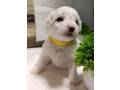 two-female-bichon-frise-puppies-for-sale-in-miami-fl-florida-small-4