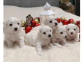 two-female-bichon-frise-puppies-for-sale-in-miami-fl-florida-small-1