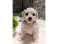 two-female-bichon-frise-puppies-for-sale-in-miami-fl-florida-small-3