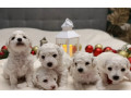 two-female-bichon-frise-puppies-for-sale-in-miami-fl-florida-small-0