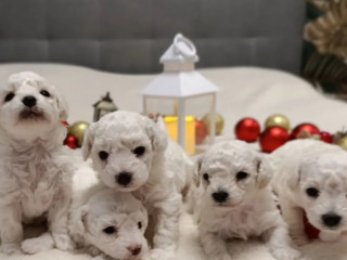 Two Female Bichon Frise Puppies for Sale in Miami, FL (Florida)