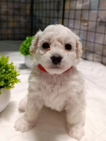 two-female-bichon-frise-puppies-for-sale-in-miami-fl-florida-big-3