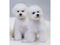 bichon-frise-puppies-for-sale-in-ny-new-york-small-1