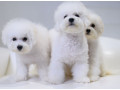 bichon-frise-puppies-for-sale-in-ny-new-york-small-2