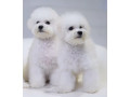 bichon-frise-puppies-for-sale-in-ny-new-york-small-0