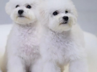 Bichon Frise Puppies for Sale in NY (New York)