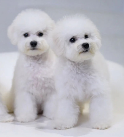 bichon-frise-puppies-for-sale-in-ny-new-york-big-1