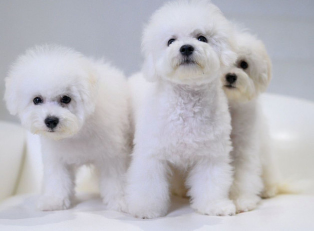 bichon-frise-puppies-for-sale-in-ny-new-york-big-2