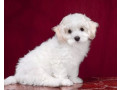 two-female-bichon-frise-puppies-for-sale-in-fl-florida-small-7