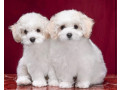 two-female-bichon-frise-puppies-for-sale-in-fl-florida-small-0