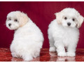 two-female-bichon-frise-puppies-for-sale-in-fl-florida-small-1