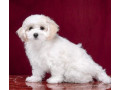 two-female-bichon-frise-puppies-for-sale-in-fl-florida-small-4