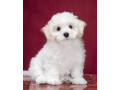 two-female-bichon-frise-puppies-for-sale-in-fl-florida-small-6