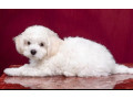 two-female-bichon-frise-puppies-for-sale-in-fl-florida-small-5