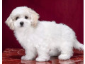 two-female-bichon-frise-puppies-for-sale-in-fl-florida-small-2