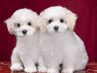 Two Female Bichon Frise Puppies for Sale in FL (Florida)