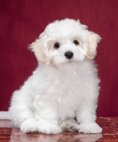 two-female-bichon-frise-puppies-for-sale-in-fl-florida-big-6