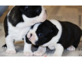 buy-a-boston-terrier-puppy-at-an-affordable-price-minnesota-mn-small-0